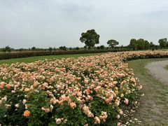 -嘉北郊野公园
