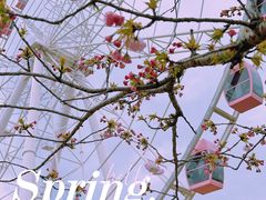 -顾村公园