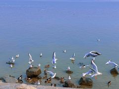 -深圳湾公园(南山区)