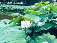 -陈家山荷花公园