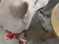 -柴迷FANS CLUB·柴犬狗咖·猫咖