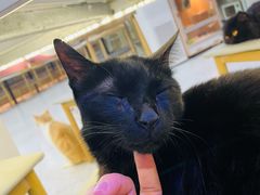 -喵园·猫主题咖啡厅·撸猫·猫咖(国贸店)