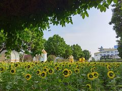 -百万葵园