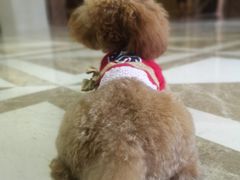 -帕帕拉兹宠物(亚洲旗舰店)