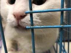 -艾贝尔宠物诊疗