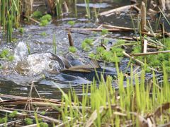 -西湖风景区-江洋畈生态公园