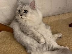 -猫友咖啡店(玉林西路店)