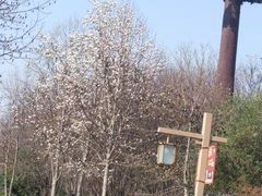 -洛阳市隋唐城遗址植物园