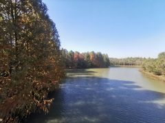 -上海海湾国家森林公园