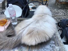 -喵屿·大理花园猫咖