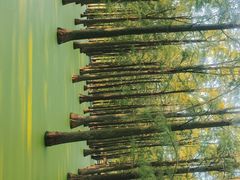 -渌洋湖湿地公园