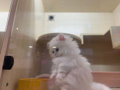 -屋虎猫馆(宝安大仟里店)