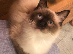 -more than meow吴止猫主题餐厅(承德 中船汇店)