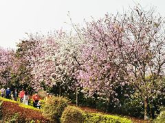 -海珠湖公园