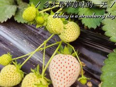 -喜杨洋草莓采摘园