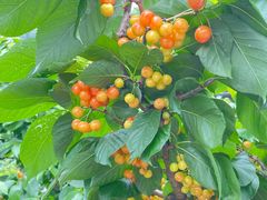-正宗火盆自助烧烤·烤全羊·柴火鸡(龙泉山店)
