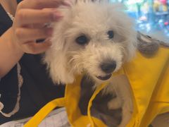 -瑞派申生动物医院·24H夜诊·国际动物医疗中心·骨外科(吴中路店)