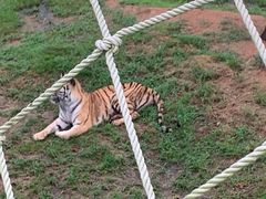 -西霞口神雕山野生动物世界
