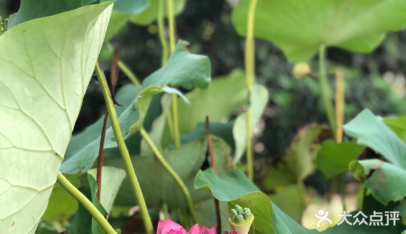 台风🌀来临前的宁静~坐在院子里发发呆