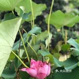 台风🌀来临前的宁静~坐在院子里发发呆