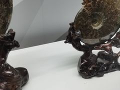 -贝壳王国博物馆