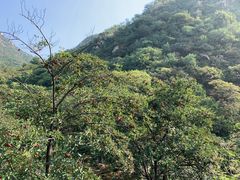 -大岭沟猕猴桃谷风景区