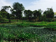 -上海长兴岛郊野公园