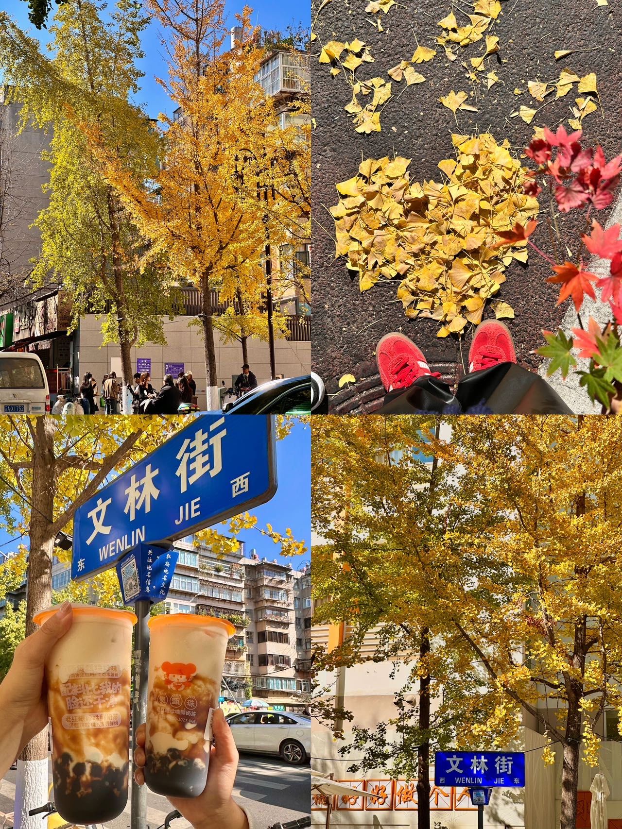 秋季的文林街真的美到失语