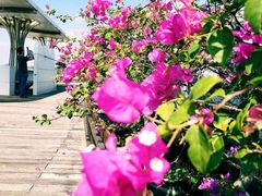 -演武大桥观景平台