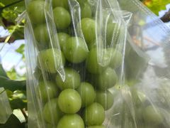 -马陆小张葡萄园农家乐