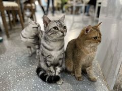 -共舞时光猫咖·狗咖(新街口店)
