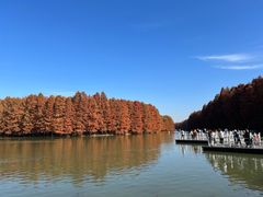 -上海海湾国家森林公园