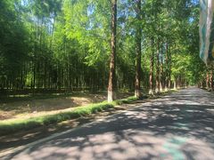 -黄海国家森林公园