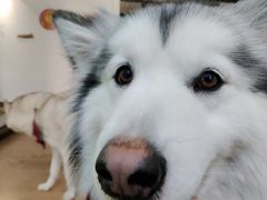 -Husky Go! 哈士奇体验馆·宠物咖啡厅狗咖