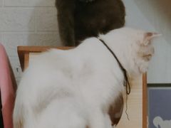 -平行世界·猫咖(首经贸店)