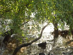 -宝安西湾红树林湿地公园