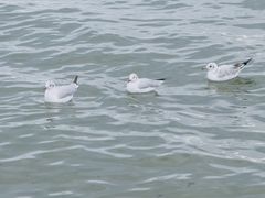 -青海湖仙女湾景区