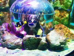 -暹罗海洋世界