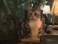 -咖法森林·咖啡  酒吧(天河店)