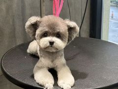 -樱桃家的宠物店(君安花园店)