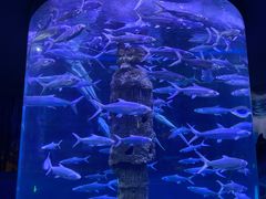 -厦门海底世界