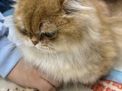 -四月宠物医院·猫专科·心脏专科·内科(转塘店)