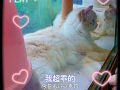 -喵喵咪呀布偶猫咖(春熙路店)