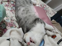 -宠爱国际动物医院·消化内科·心肾内科·ISFM猫友好(望京店)