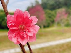 -莲花山公园