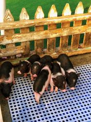 -萌宠亲子动物乐园(槐房万达店)