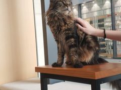 -瞄一喵猫咖(格力海岸店)