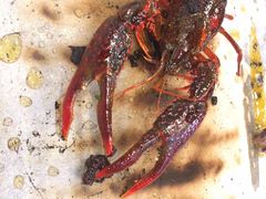 -圣罗巴海鲜烤肉自助(鲅鱼圈万达店)