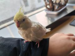 -吉丁鸟咖·异宠·寄养