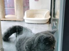 -帕帕拉兹宠物(亚洲旗舰店)